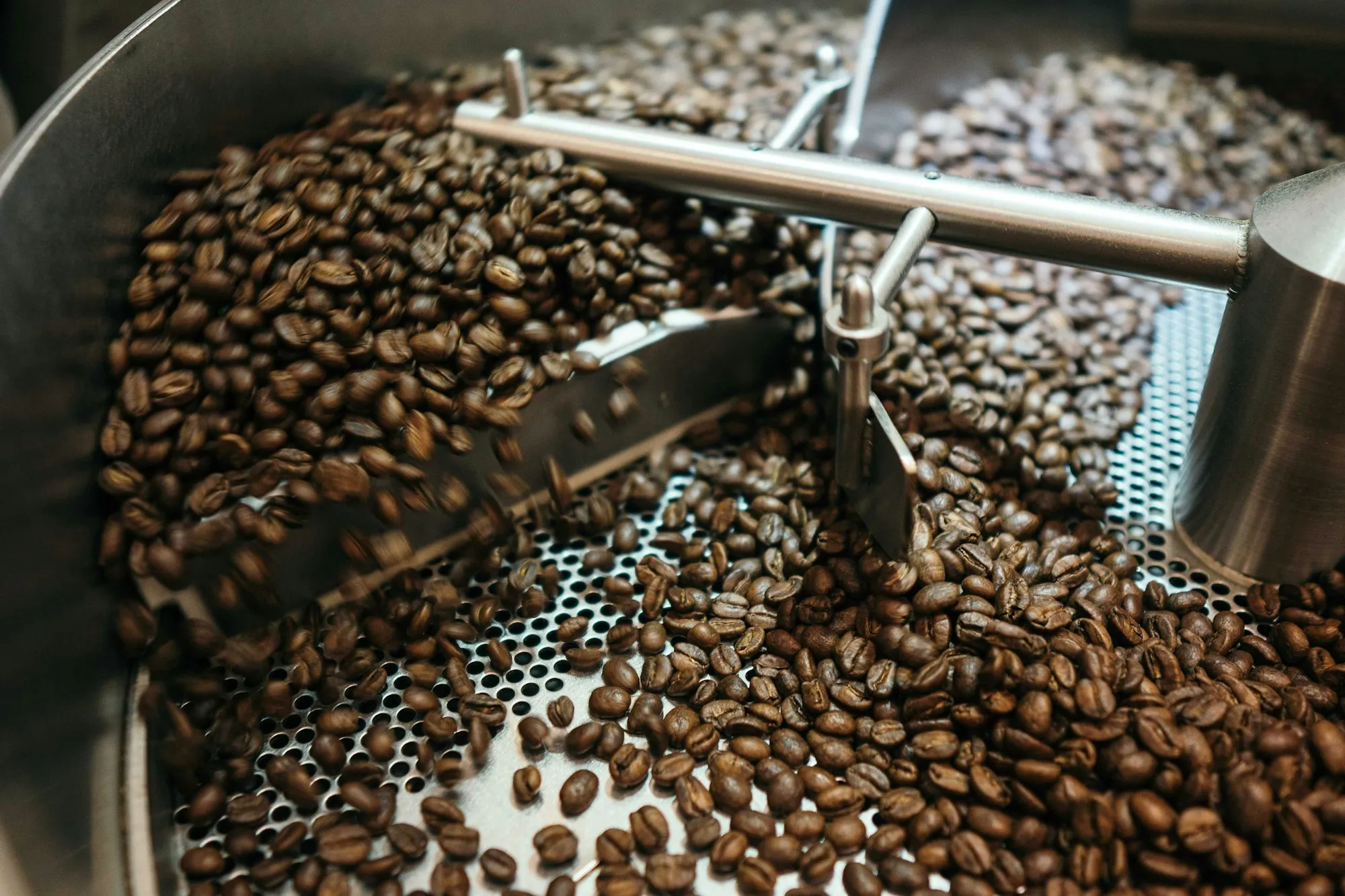 A scoop of freshly roasted whole coffee beans resting on a heap of beans